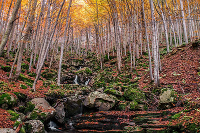 Full frame shot of trees in water