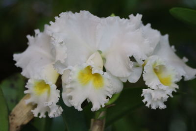 Close-up of white flowers blooming outdoors