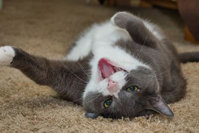 Close-up portrait of a cat