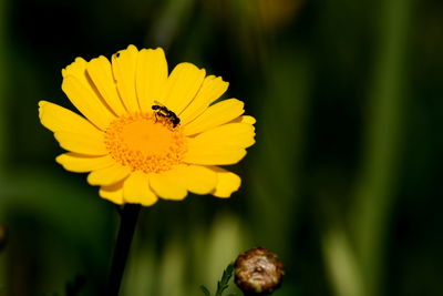 Close-up of bee pollinating on yellow flower