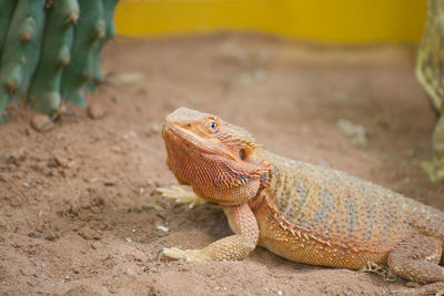 Close-up of lizard on land