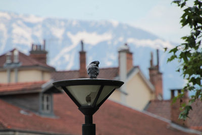 Bird perching on street light against buildings in city