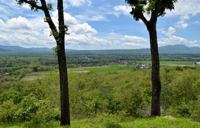 Scenic view of trees on field against sky