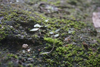 Close-up of mushroom growing on field