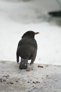 Close-up of bird perching outdoors