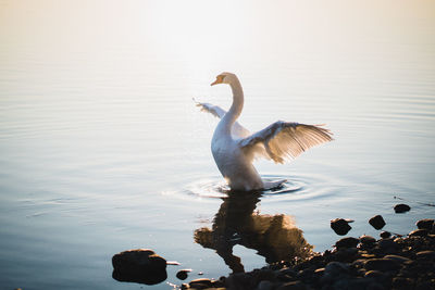 View of swan swimming in lake