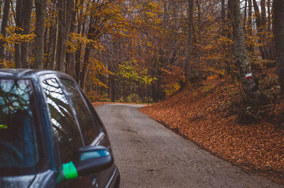 Road in forest during autumn