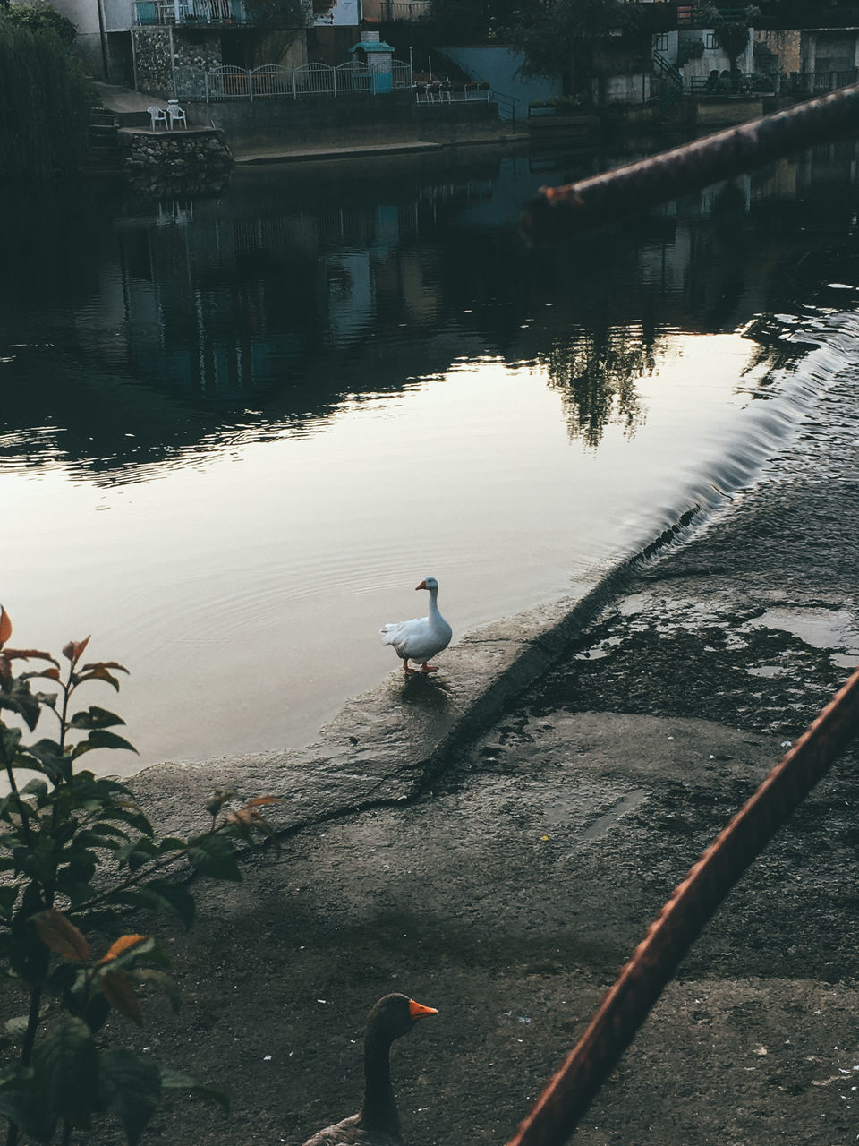 VIEW OF SWAN IN WATER