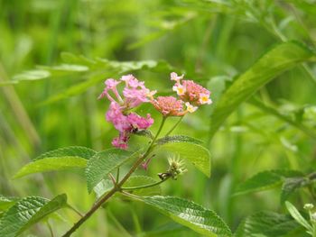 Close-up of flowering plant