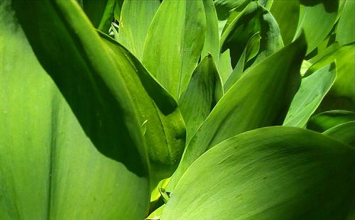 Full frame shot of wet leaves