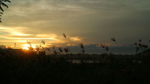 Plants growing on land against sky during sunset