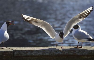 Seagulls flying