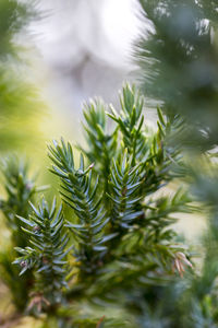 Close-up of pine tree