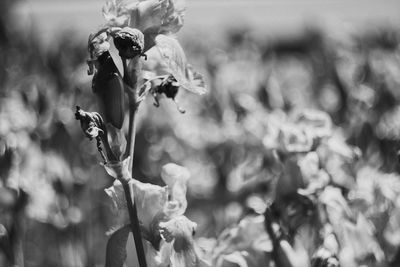 Close-up of flowering plant on field