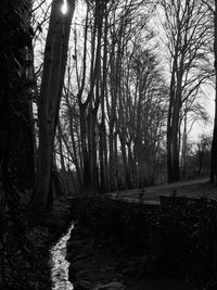 Trees in forest against sky