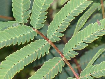 Close-up of fresh green plant