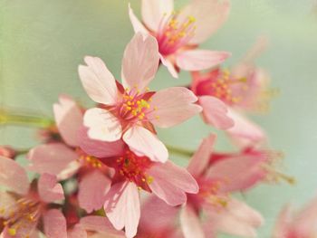 Close-up of pink flowers
