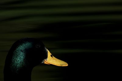 Close-up of bird swimming in lake