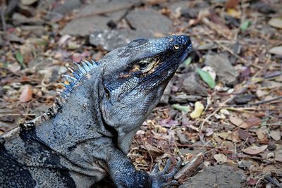 Close-up of lizard on land