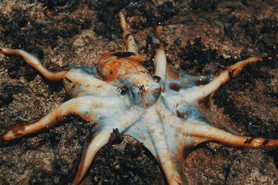 Close-up of crab in sea