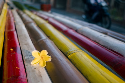 Close-up of multi colored flower