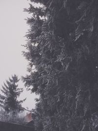 Low angle view of trees against sky