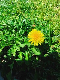 Close-up of yellow flower blooming in field