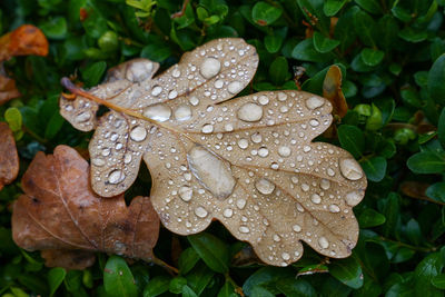 Close-up of wet plant leaves during rainy season