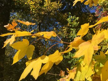 Close-up of yellow flowers growing on tree