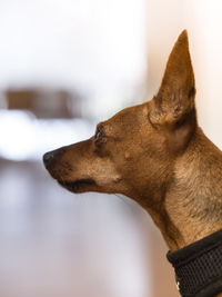 Close-up of a dog looking away