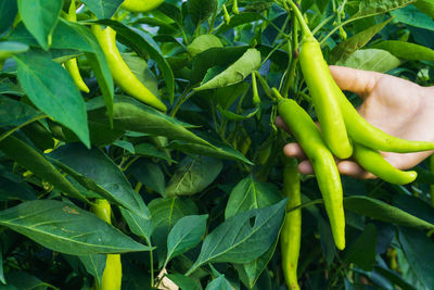Cropped hand holding green chili peppers growing outdoors