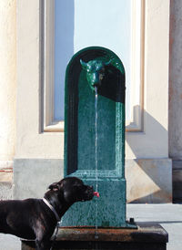 Dog drinking water from statue fountain