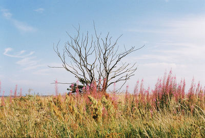 Plants on field against sky