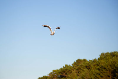 Low angle view of seagull flying in sky