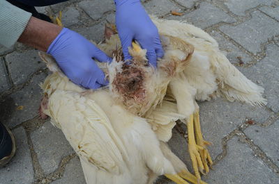 Autopsy in dead chickens poultry uterine prolapse