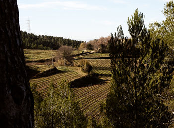 Agricultural field against sky
