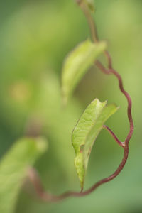 Close-up of green leaf