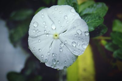 Close-up of water drops on flower