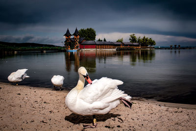 Swans on lake against sky
