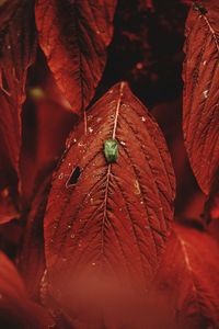 Close-up of insect on leaf during autumn