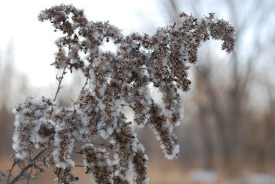 Low angle view of flower trees against sky during winter