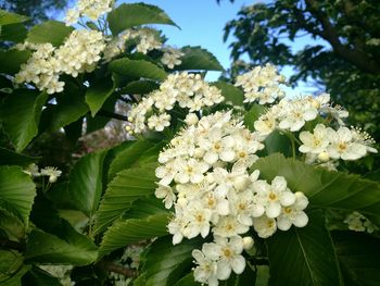 Close-up of white flowers blooming on tree