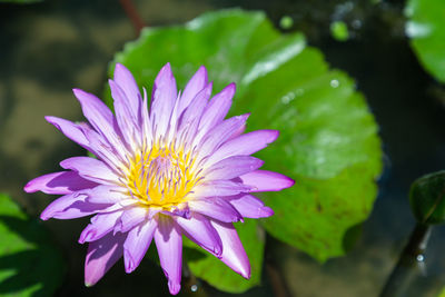 Close-up of pink flower