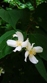 Close-up of white flowering plant