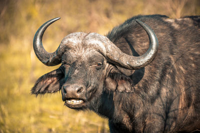 Close-up of a horse