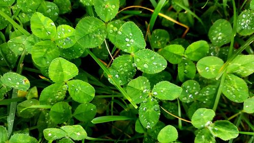 Close-up of raindrops on leaves