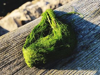 High angle view of leaf on tree stump