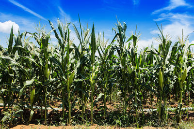 Crops growing on field against sky