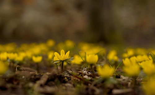 Close-up of yellow flowers