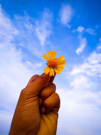 Close-up of hand holding yellow flowering plant against sky